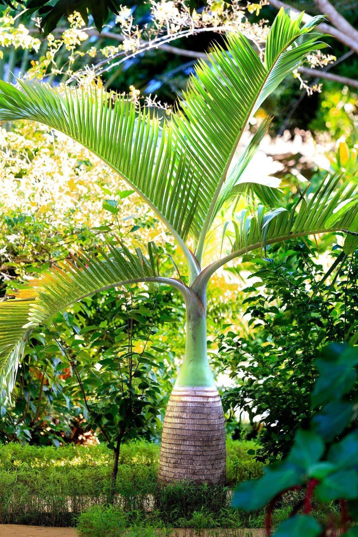 Nosy Be Hotel & Spa Ambaro Exteriér fotografie